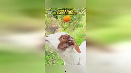 羊咩咩吃瓜百度网盘,揭秘网络热门事件背后的趣味与真相